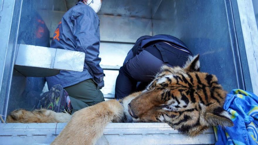 Trzy z ostatnich portugalskich kotów cyrkowych przybywają do Vilina