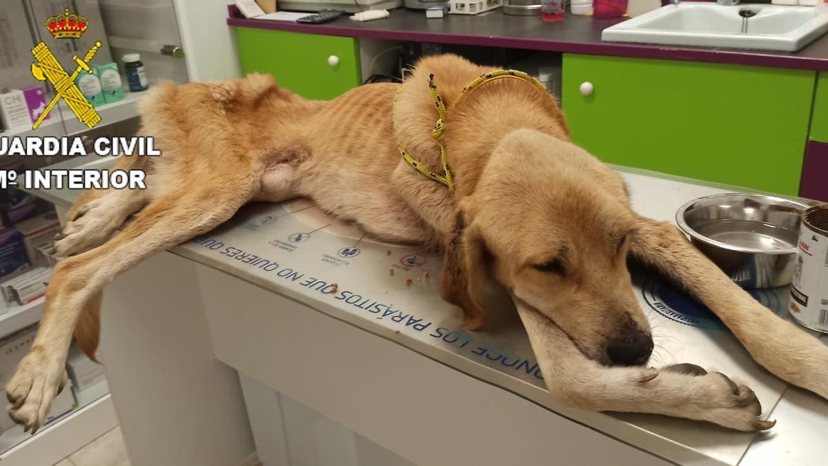 Uno de los mastines absolutamente desnutrido recibiendo atención veterinaria después de ser rescatado.