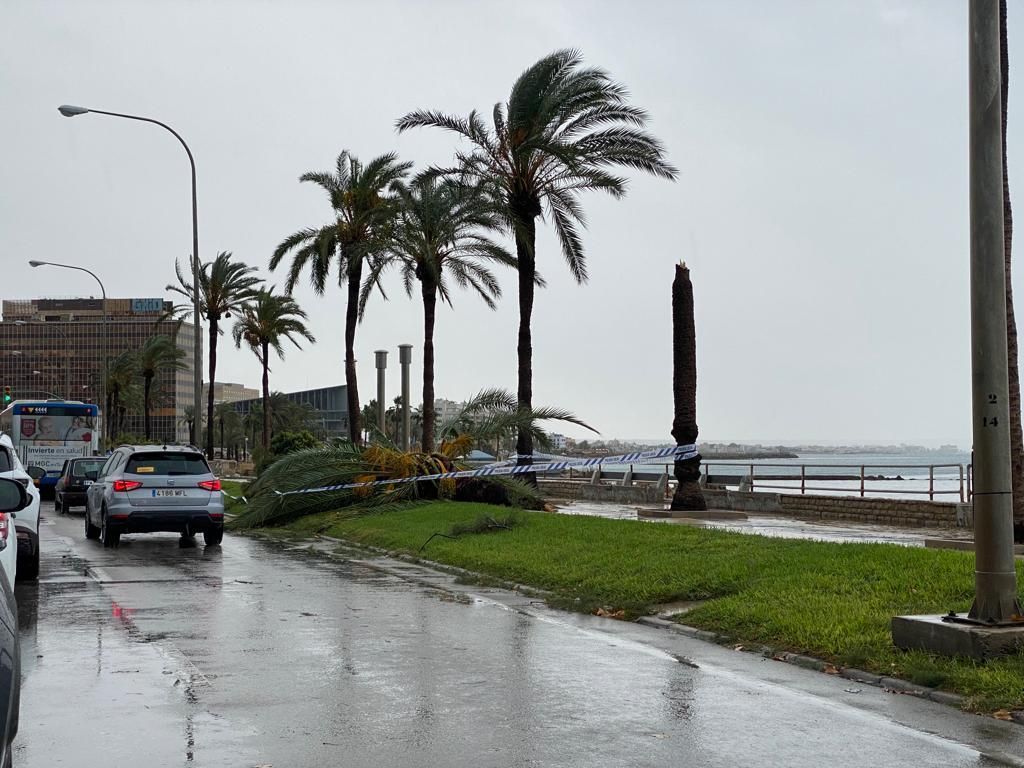 Diese Schäden hat das Unwetter auf Mallorca hinterlassen