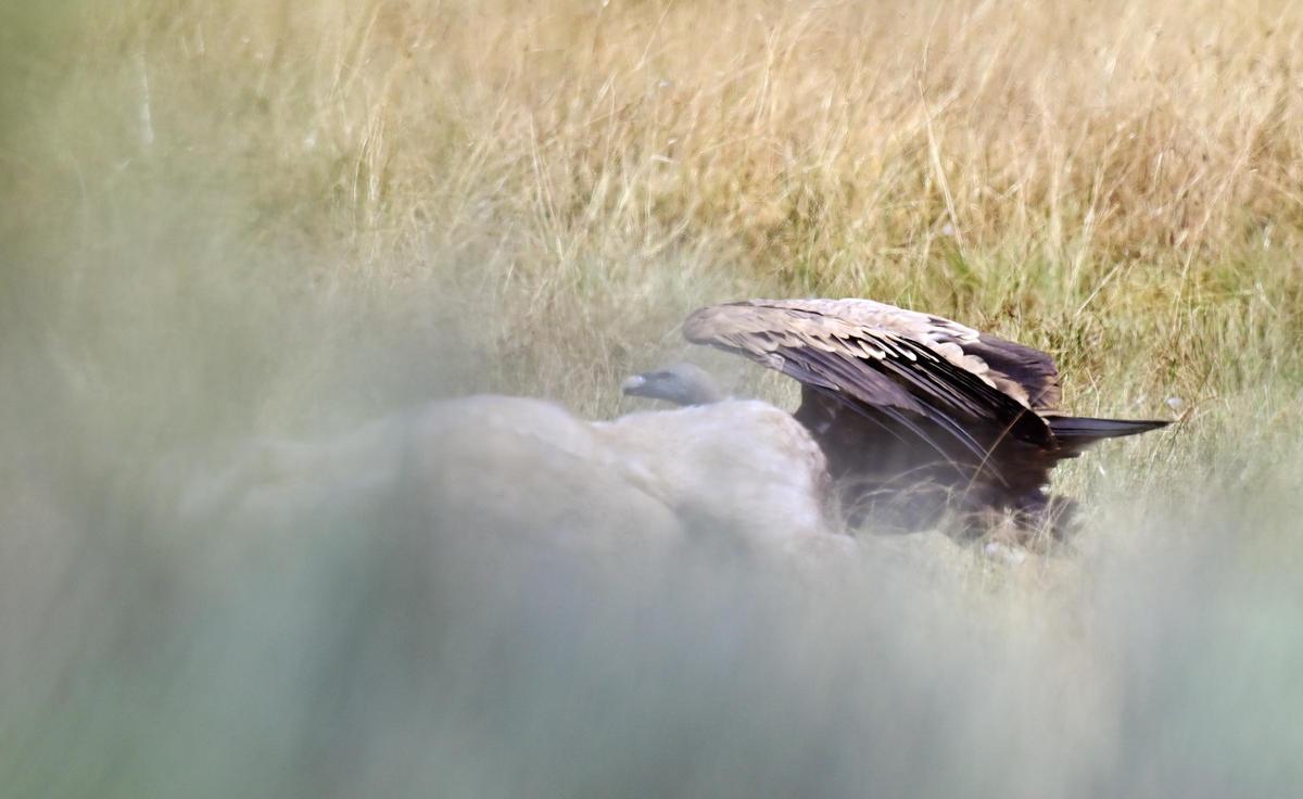 Un buitre junto a la novilla en una finca de Roelos de Sayago