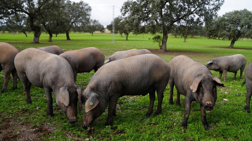 Los Pedroches y Jabugo rechazan que Guijuelo ampare cerdos con un 50% de raza ibérica