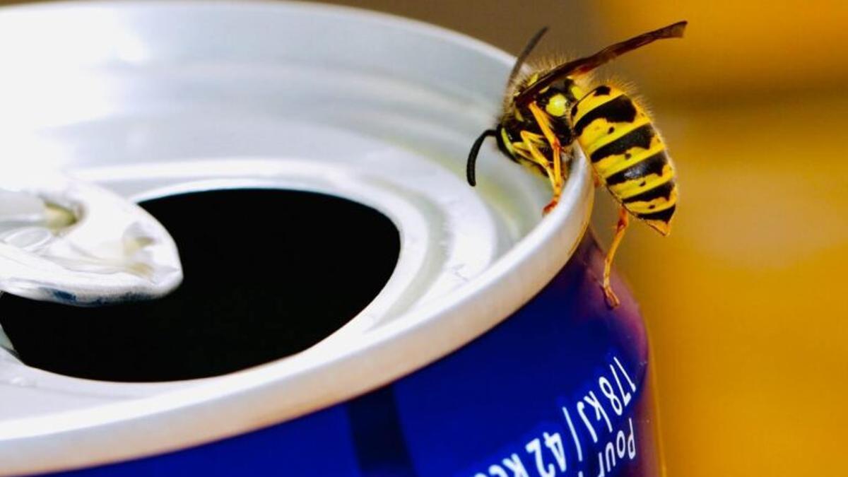 Inmunoterapia: la cura contra las alergias a las picaduras de avispas y abejas