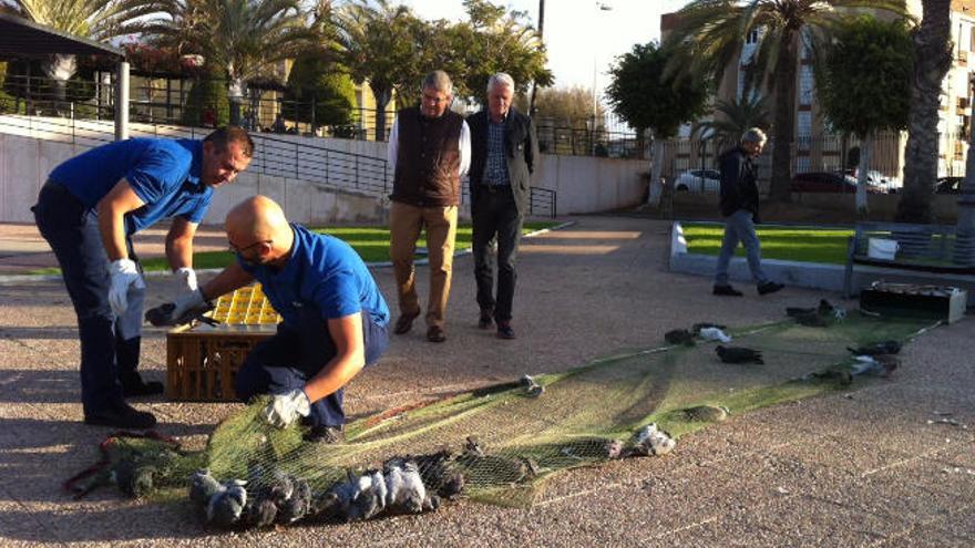 Menos palomas en Maspalomas