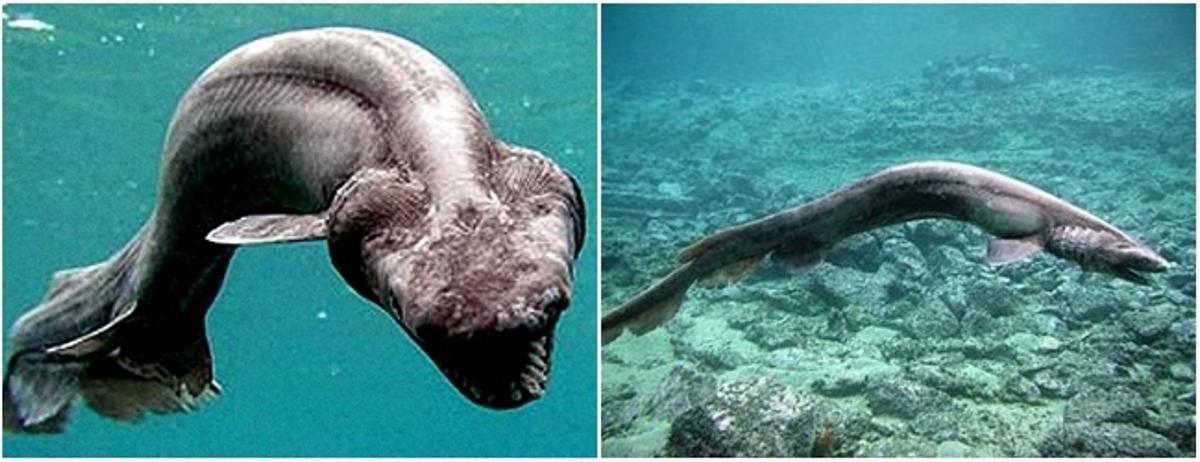 Los 10 animales más raros del mundo