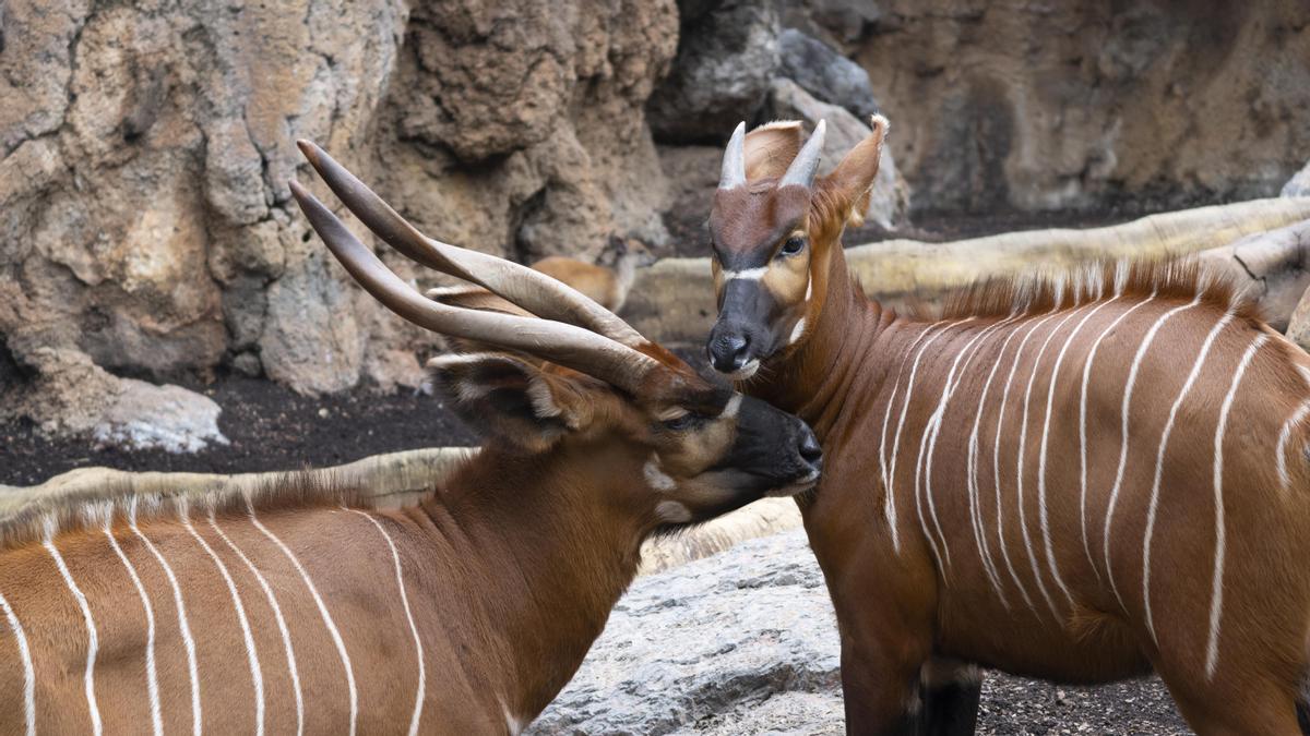 Hikani, es la cría de bongo oriental nacida hace poco más de un año en BIOPARC València