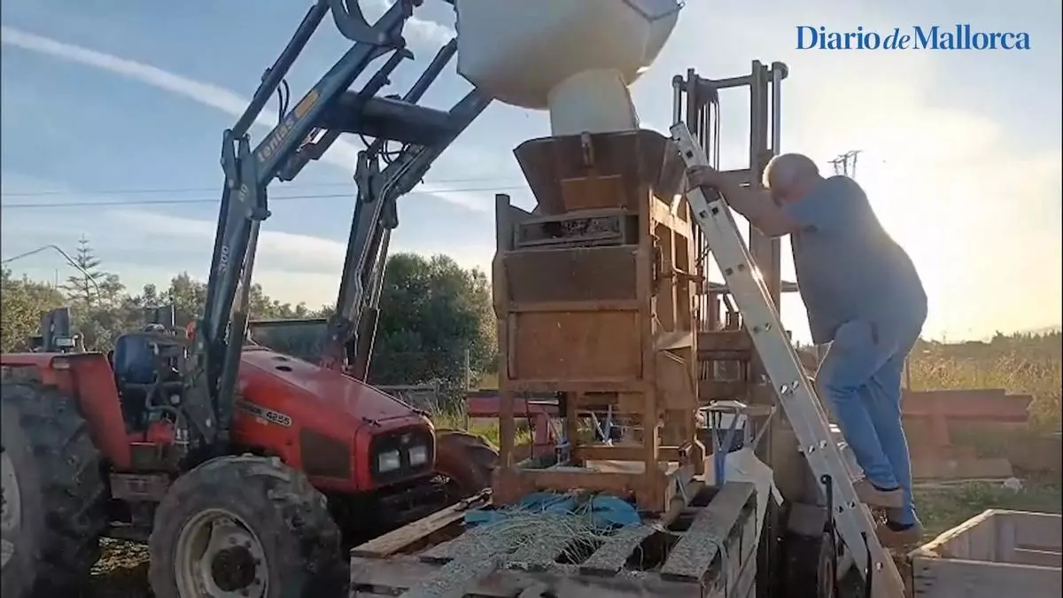 Crisis en los arrozales de sa Pobla:  la producción cae más de un 40%