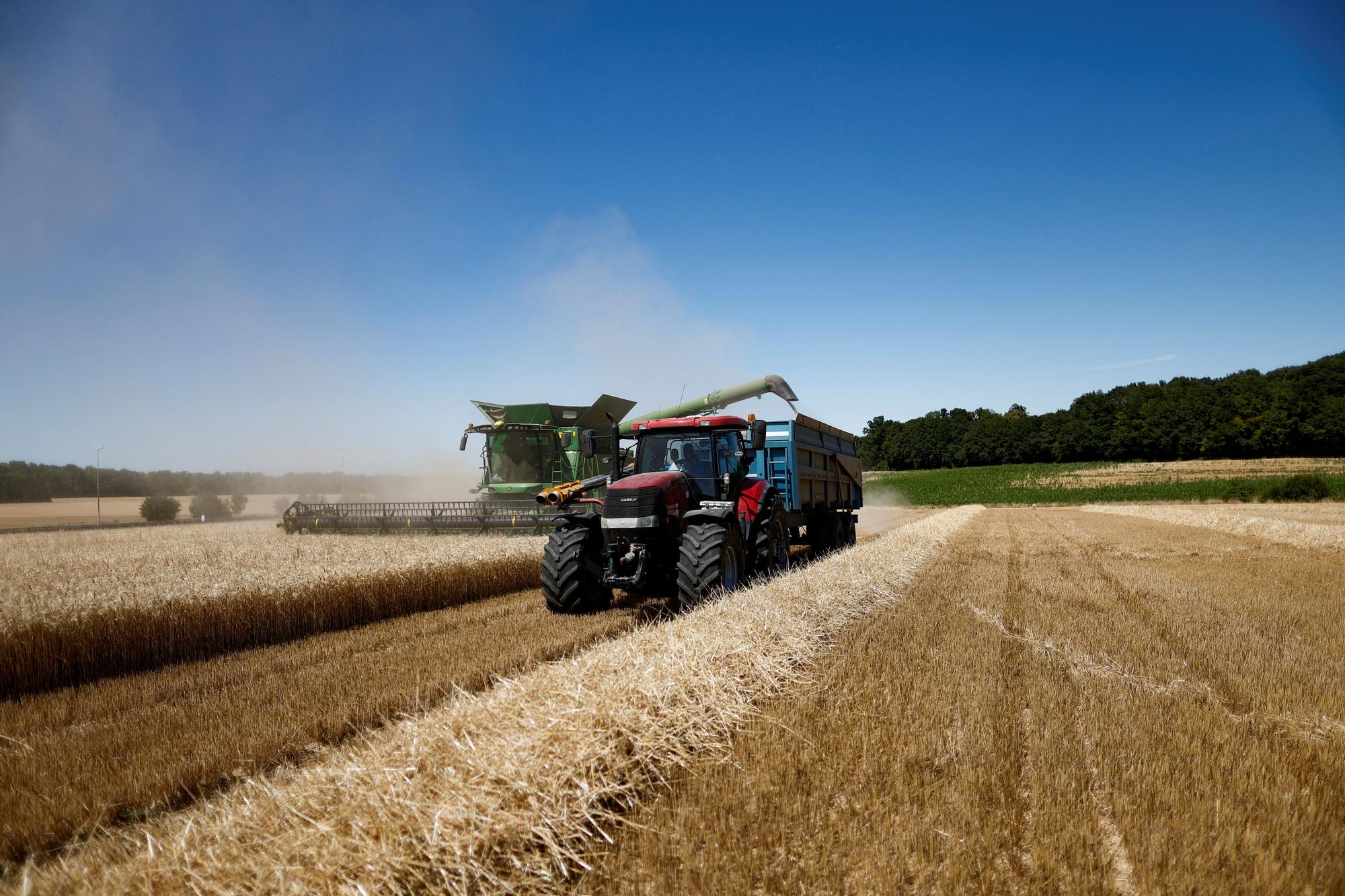 French wheat harvest in France