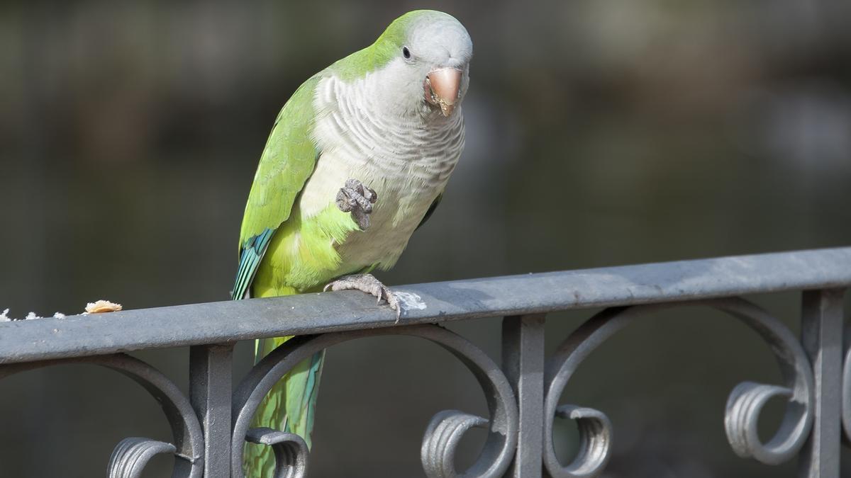 Cotorra argentina, especie exótica invasora en España