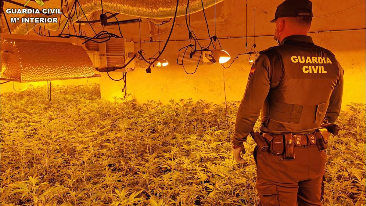 Un agente inspecciona el cultivo en el sótado de marihuana
