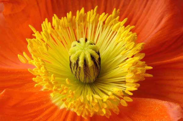 Cómo obtener espectaculares fotografías de flores y plantas - Viajar Cómo obtener espectaculares fotografías de flores y plantas - Viajar