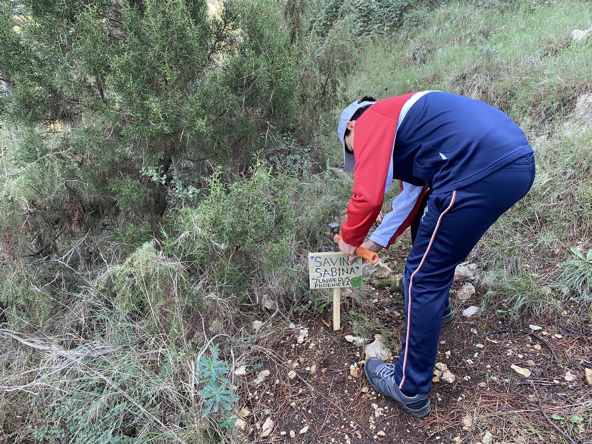 Un alumno repoblando una especie autóctona de la senda de la Mariola de Agres.