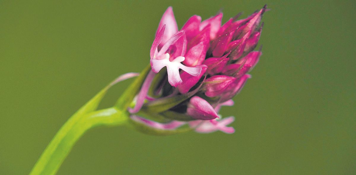 La flor más universal.