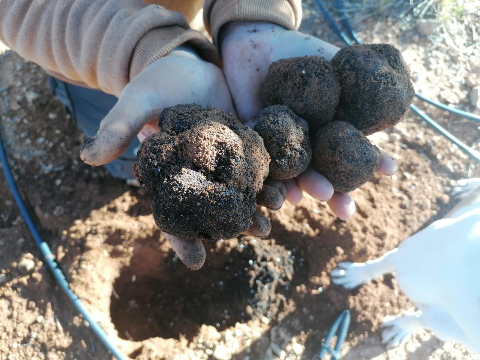 La truficultura invade la Serranía: una alternativa a los cultivos de serrano tradicionales