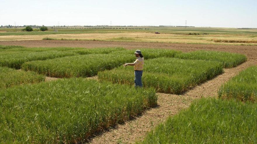 Cultivo ecológico de cereales