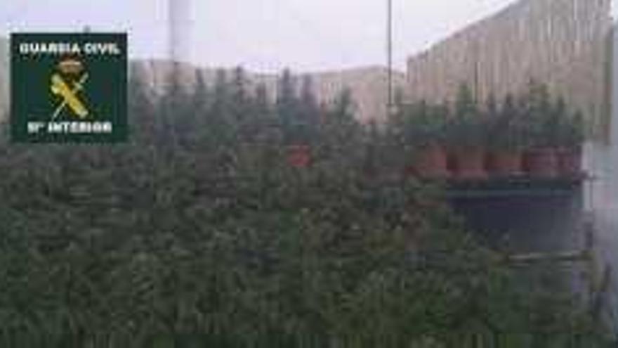 Una plantación de marihuana desmantelada por la Guardia Civil.