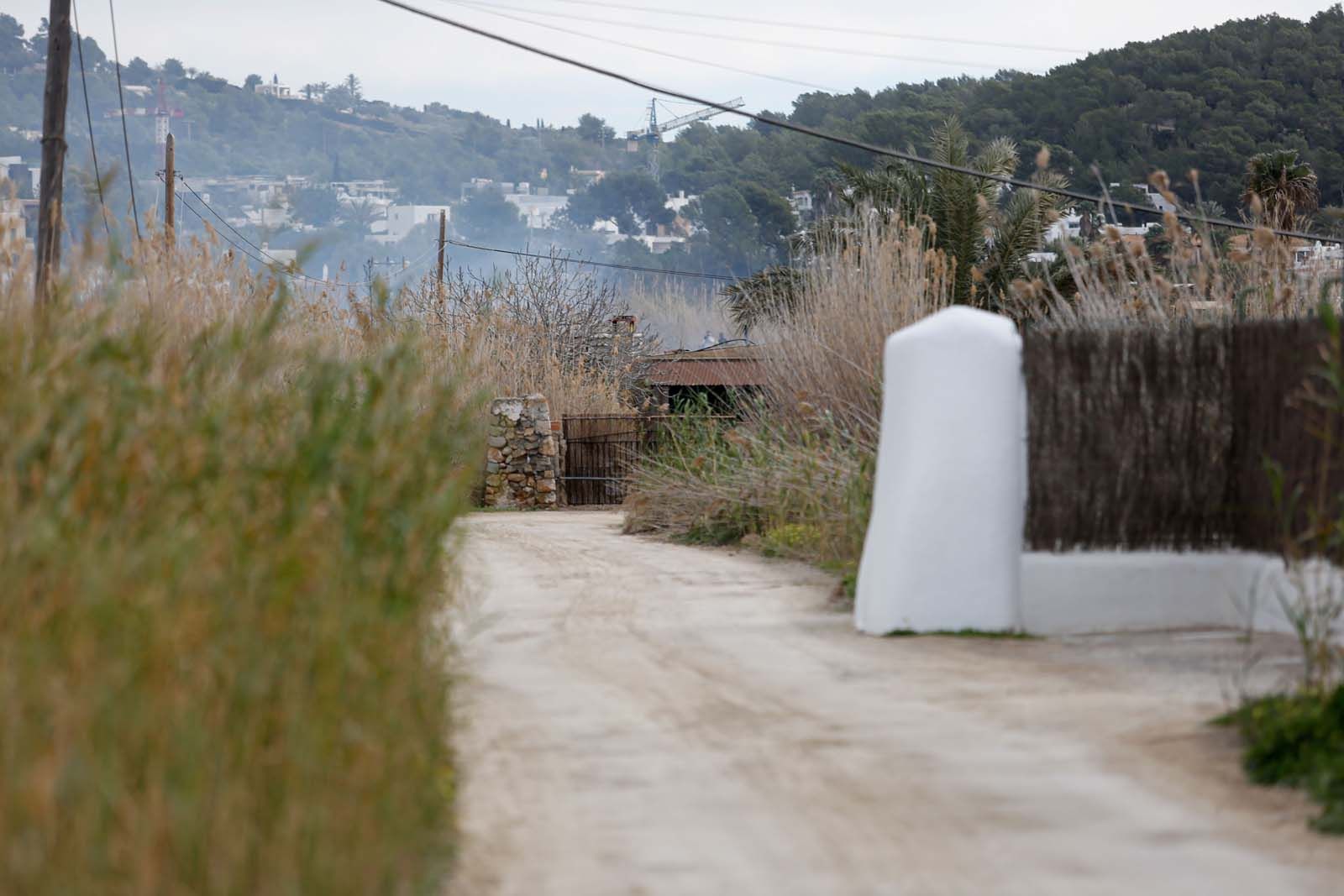 Arden 1500 metros cuadrados de cañaveral en Ibiza