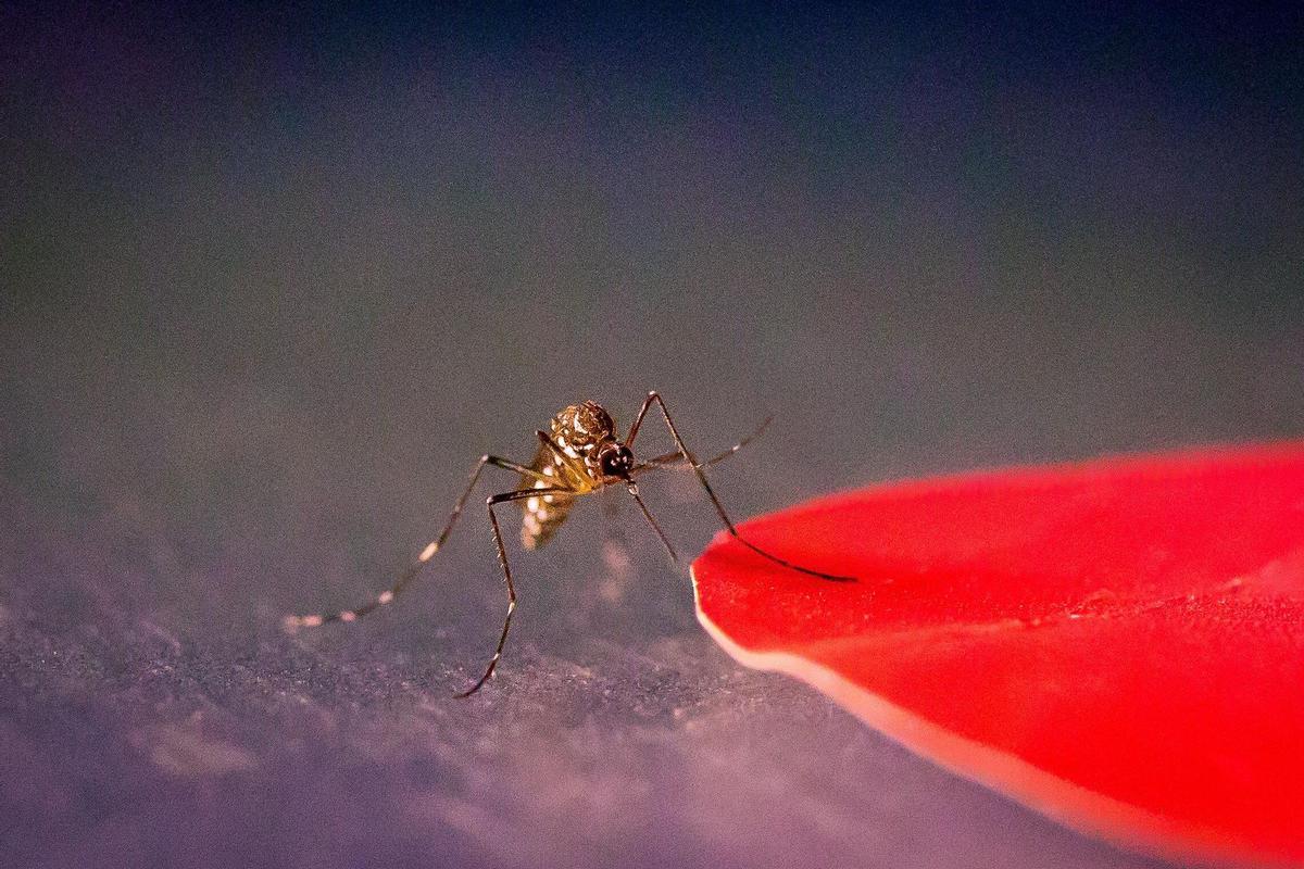 Mosquito durante el experimento