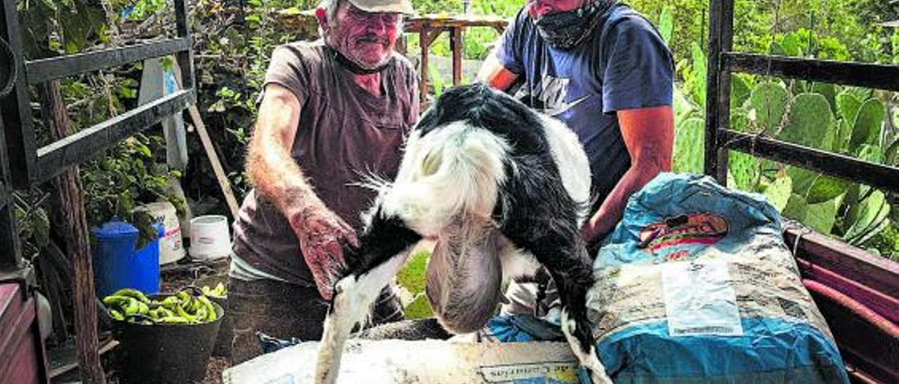 Desalojo de animales y fincas en La Laguna ante la cercanía de las coladas de lava.