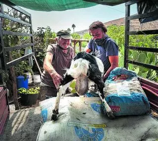 El Gobierno pone en marcha el registro único de ayudas a los afectados por el volcán de La Palma la próxima semana