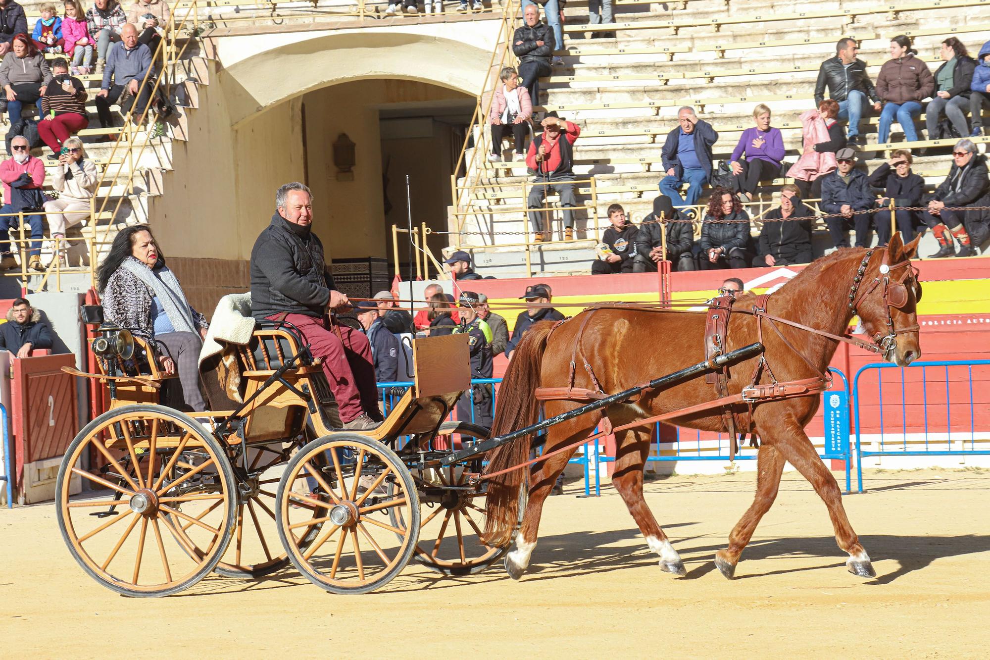 Concurso ecuestre y Bendición de animales por San Antón en Alicante