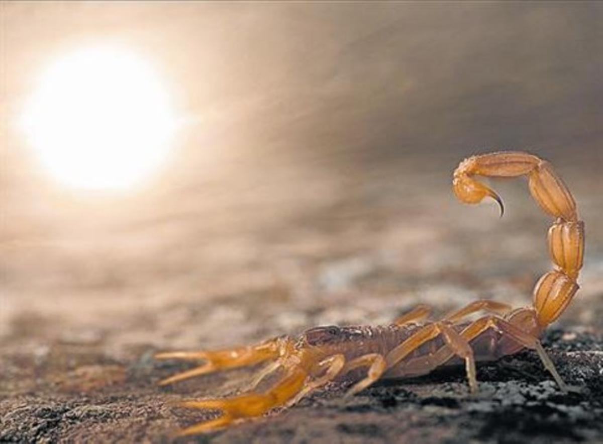 Escorpí al sol 8 La foto està feta amb una doble exposició.