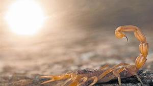 Escorpí al sol 8 La foto està feta amb una doble exposició.