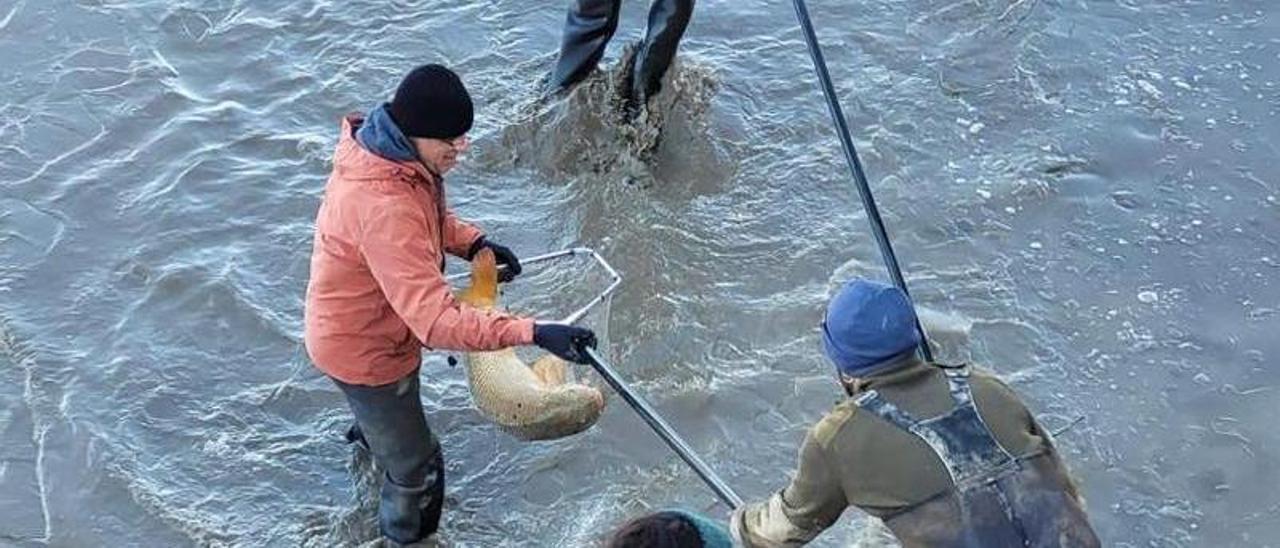 Un moment de l’extracció dels peixos a l’Agulla