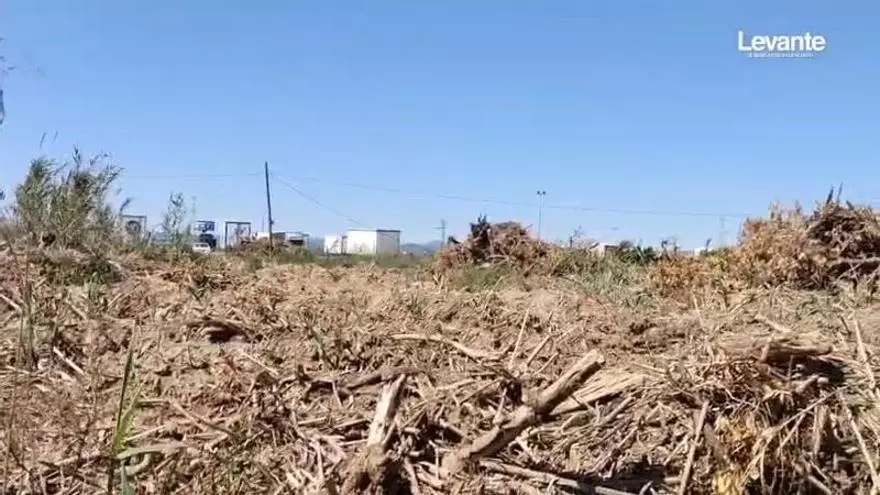 Campos de Algemesí pierden dos campañas a la espera de la recuperación tras la dana