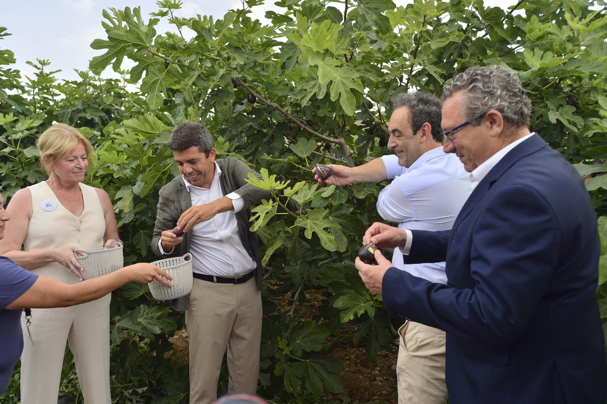 Acto simbólico del arranque de la campaña de breva colar de Albatera