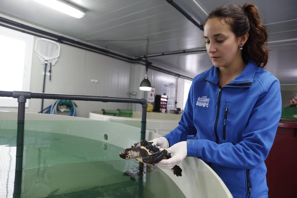 Las tortugas del Acuario de Gijón pegan el estirón