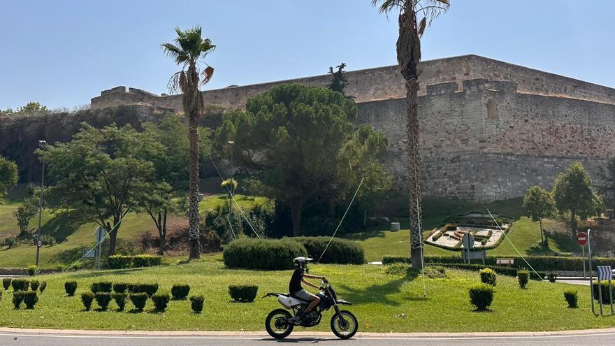 Las palmeras que llegaron de la Guardia Civil ya echan nuevas hojas en Trascastillo