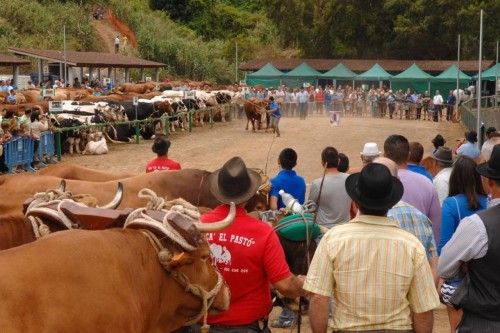 Feria de ganado, concurso de arrastre y trasquilada