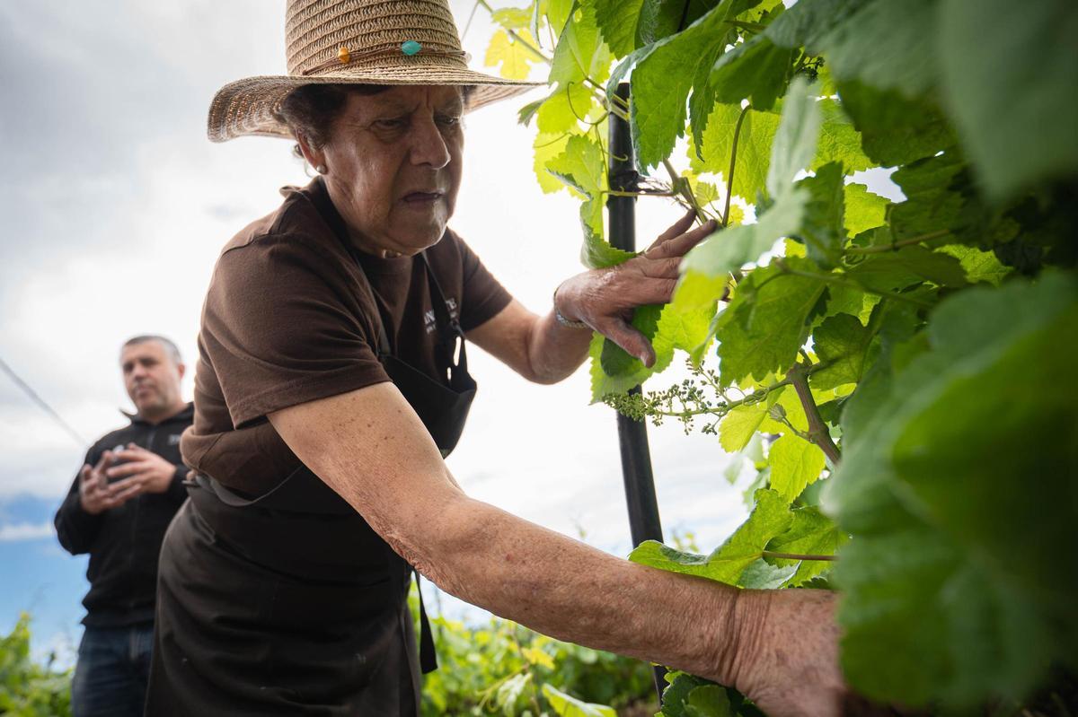 La técnica del cordón trenzado en bodegas Tajinaste, La Orotava