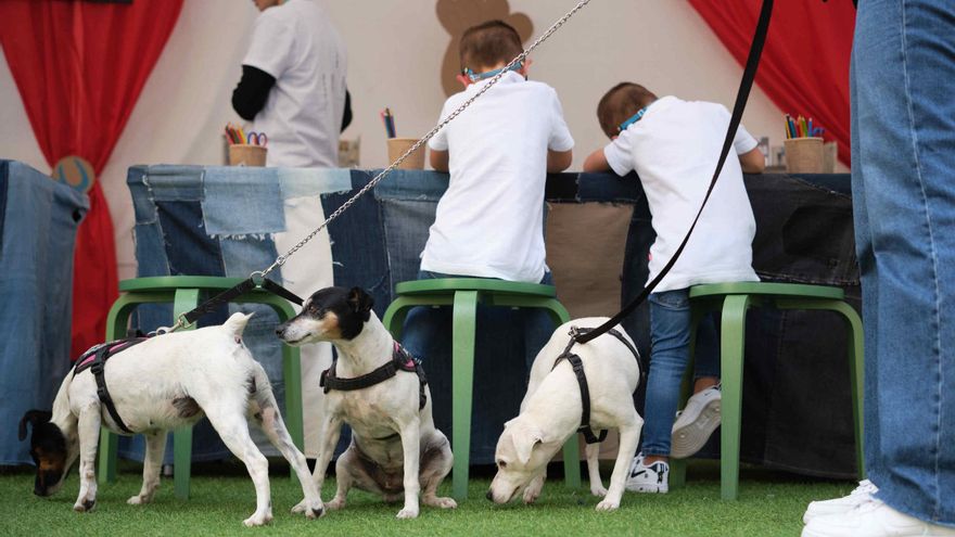 Revolutionizing Reception: The I Pet Fair in Tenerife