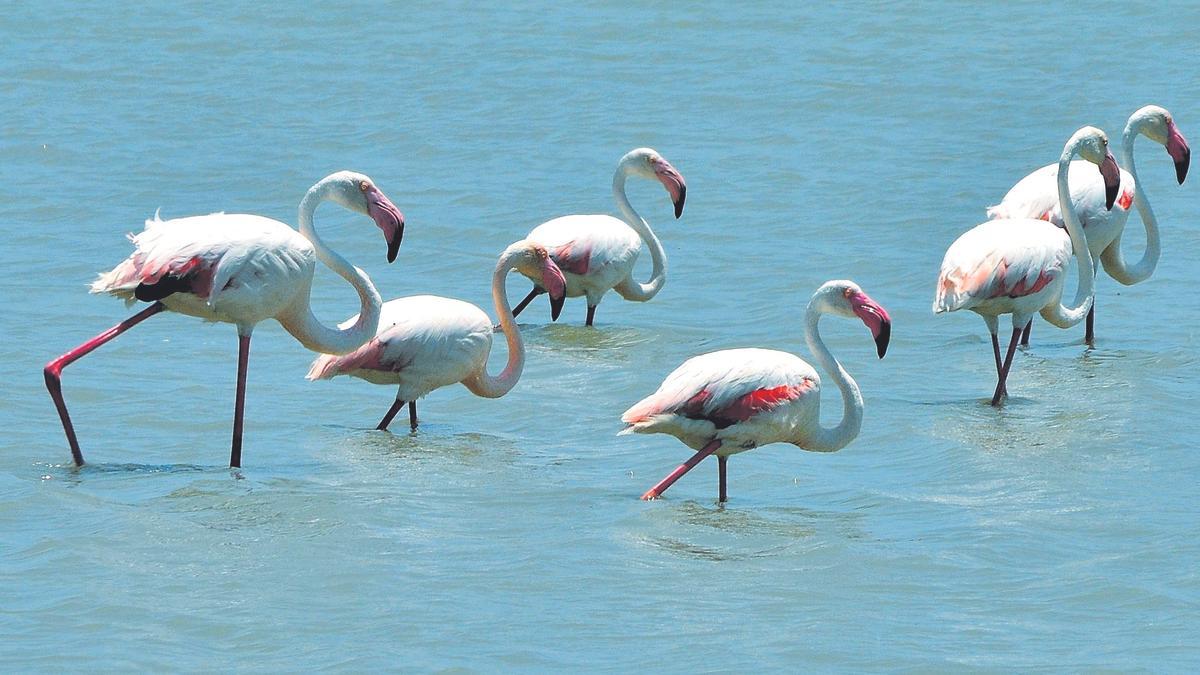 Un grupo de flamencos en las Salinas de San Pedro del Pinatar.