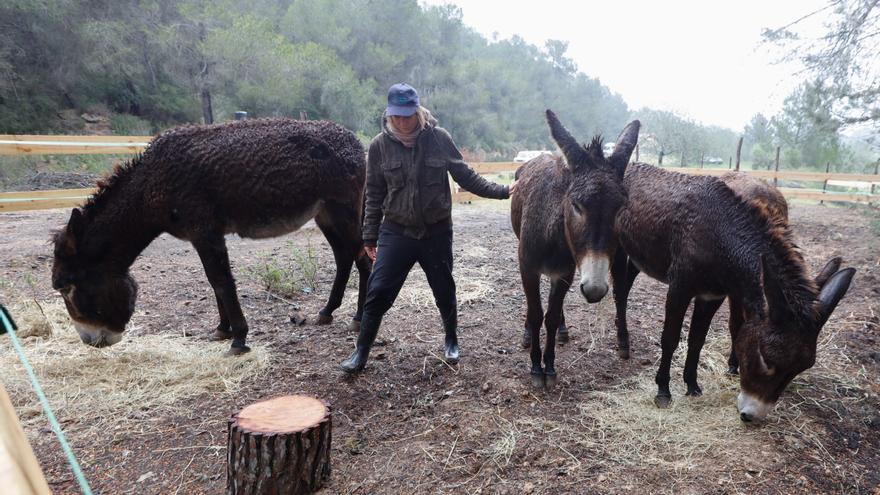 «El burro es el animal  más hippy que existe»