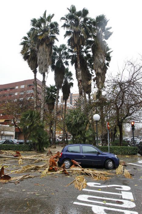 Trozos de una palmera caen sobre los vehículos aparcados en la calle Campoamor con Músico Ginés