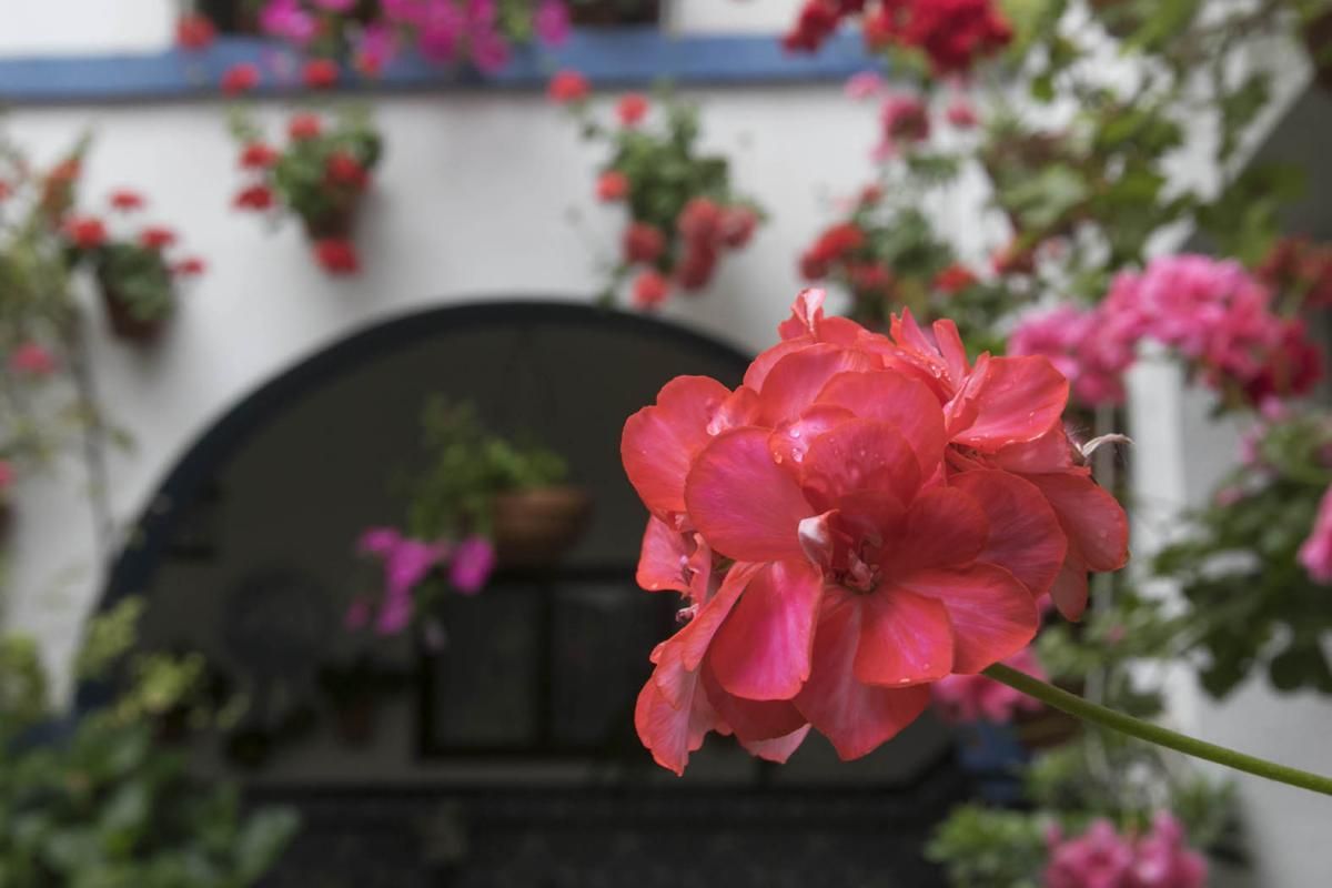 Fotogalería / Descubriendo los patios de la ruta del Realejo y San Andrés