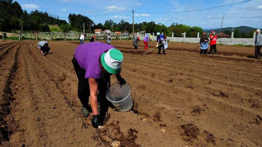 Imagen de archivo de una plantación de patatas en Meis. // Iñaki Abella