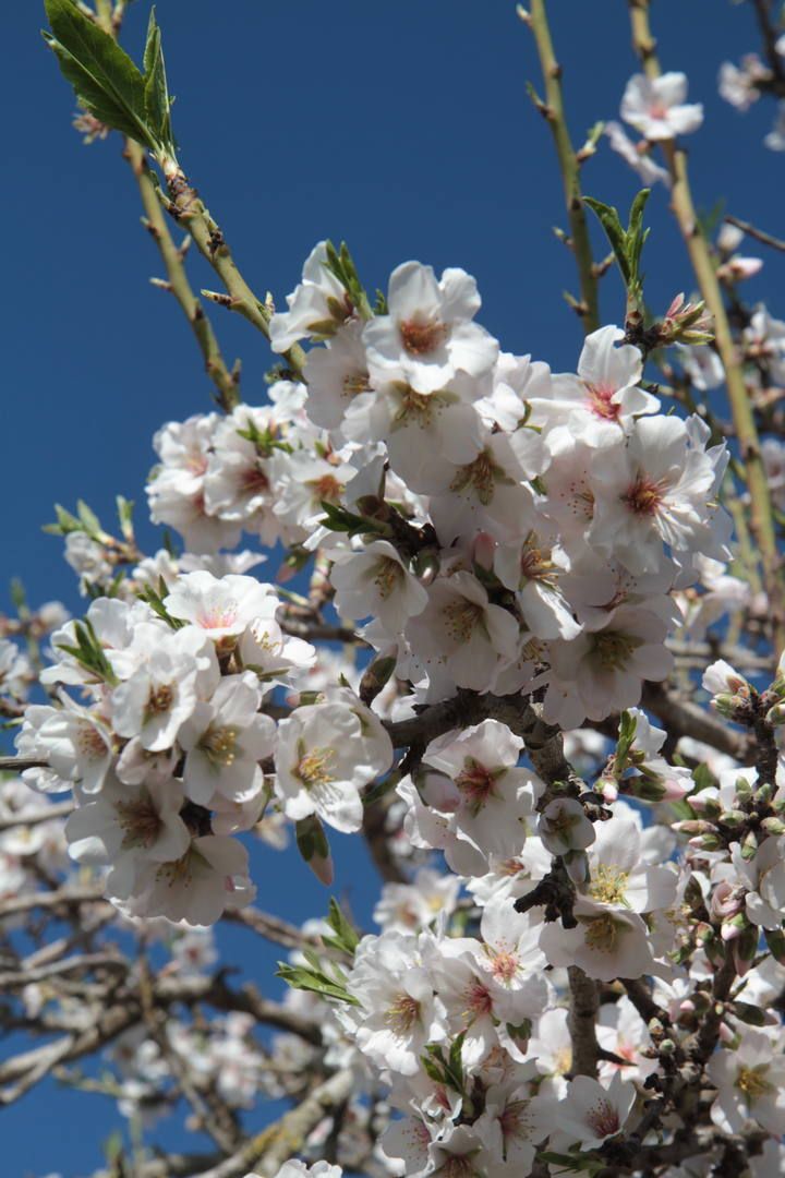 Mandelblüte ist nicht gleich Mandelblüte