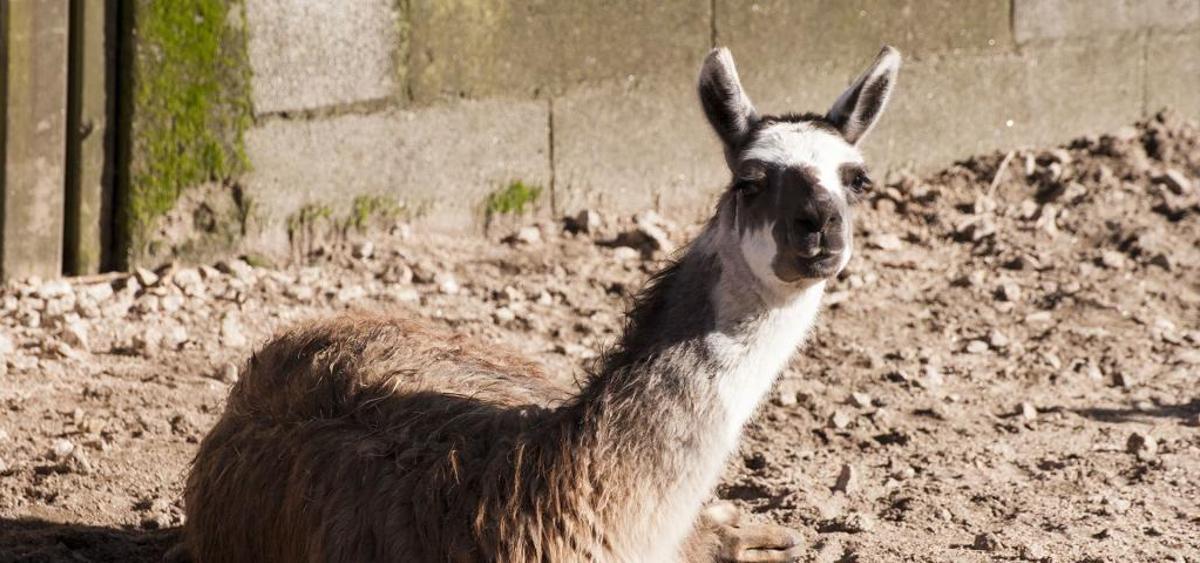 Vigozoo subasta 89 animales