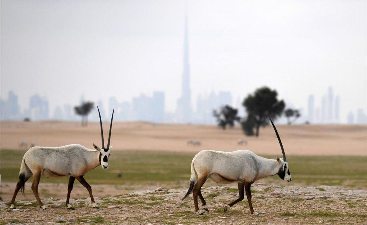 Onyx en el desierto a las afueras de Dubái.