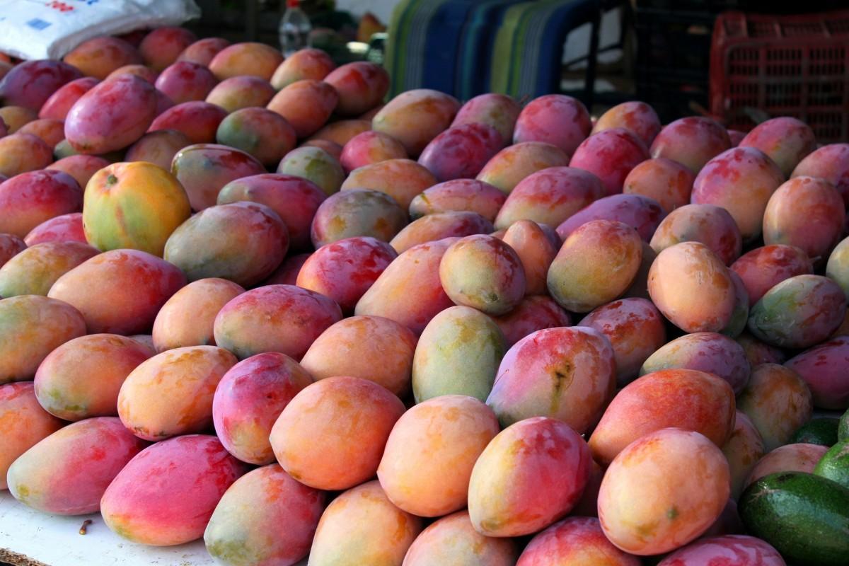 Los mangos consumen mucha agua