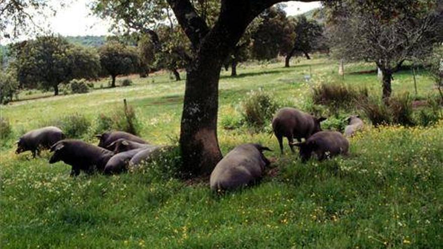 Un proyecto extremeño estudia la transformación de residuos del cerdo ibérico en abono