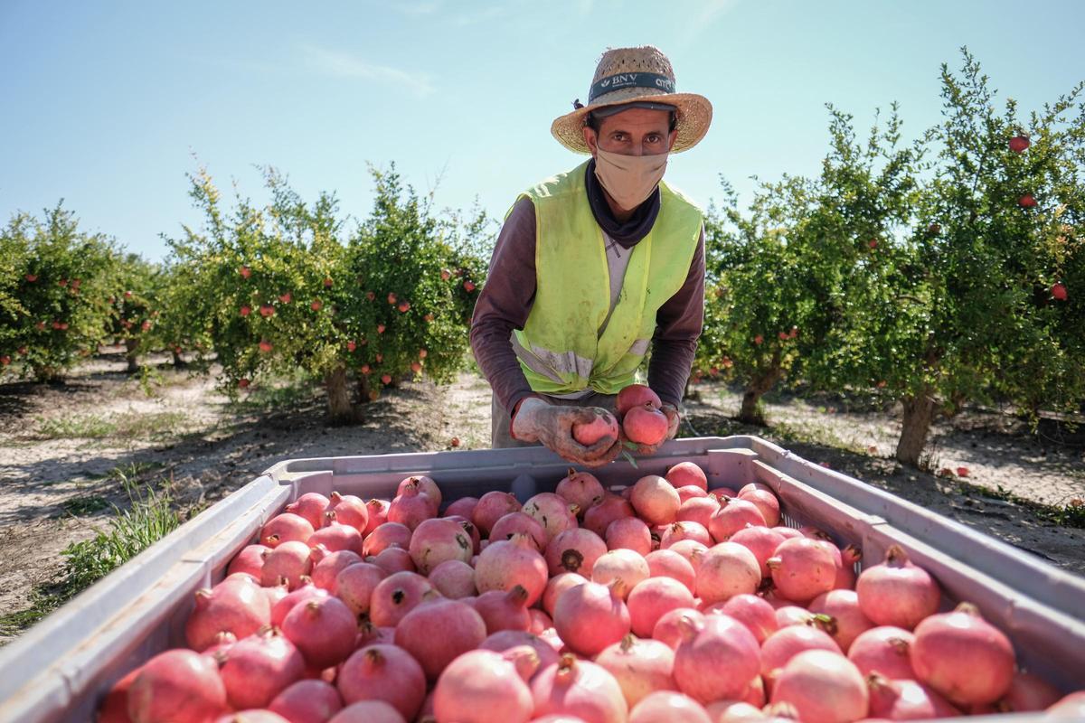 Recolección de granada mollar en una imagen de archivo.