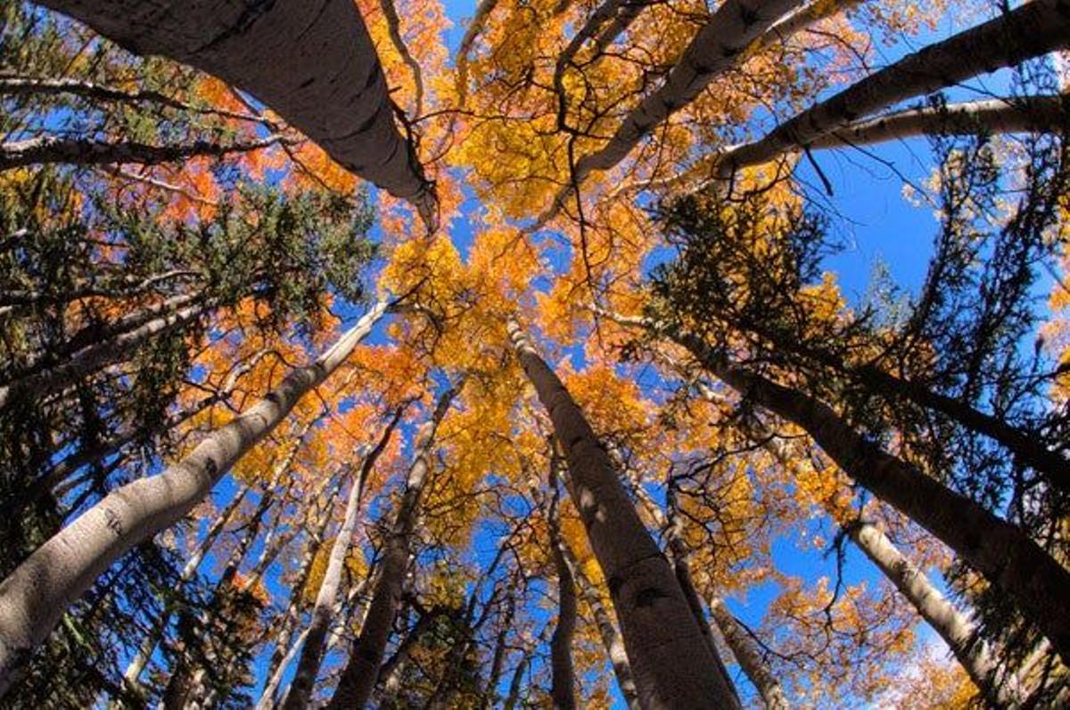 Los árboles se tiñen de ocre en otoño en el Parque nacional y reserva Wrangell-San Elías.