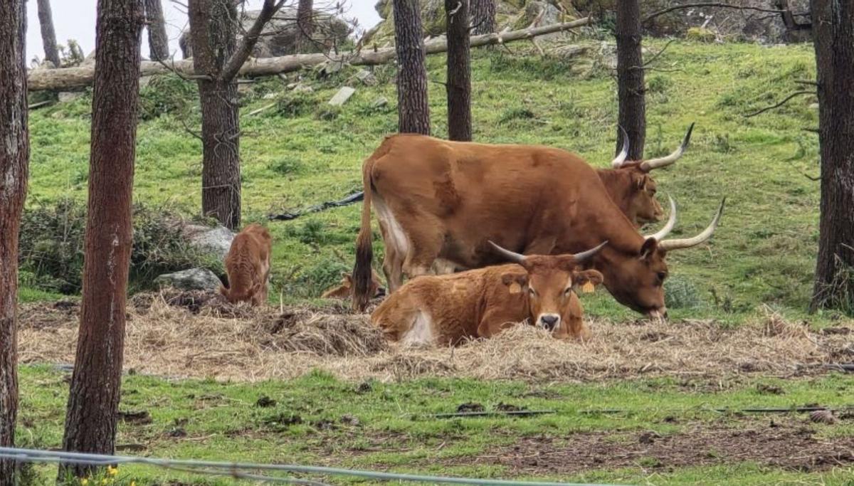 Vacas cachenas: ejemplo a seguir