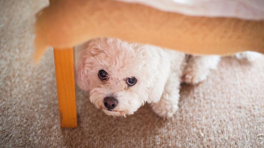 Casas de acogida para mascotas que sufren la violencia machista