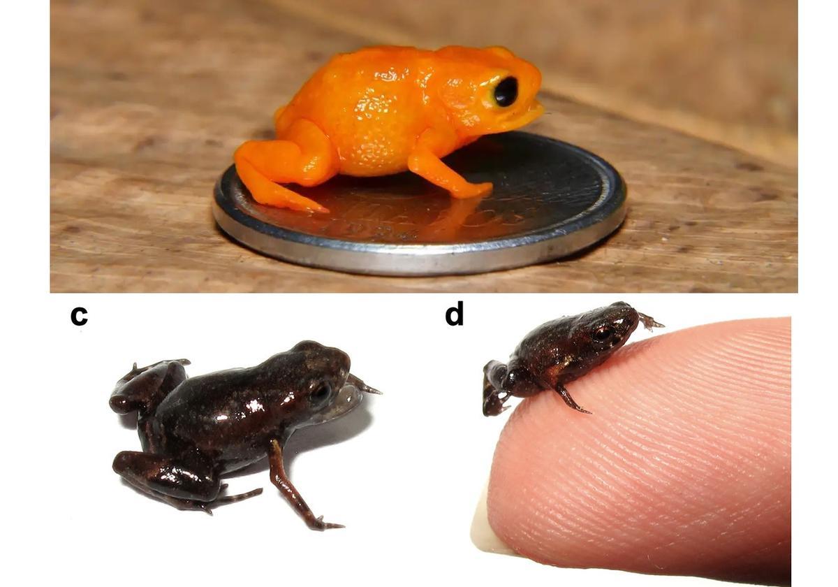 Así es el sapo-pulga, el vertebrado más pequeño del mundo