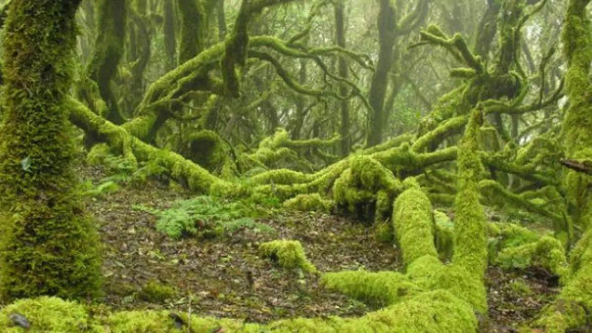 El nombre del mundo es Bosque